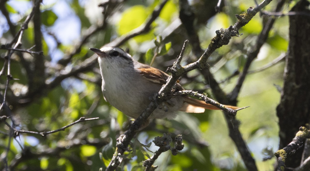 Stripe-crowned Spinetail - ML646848096