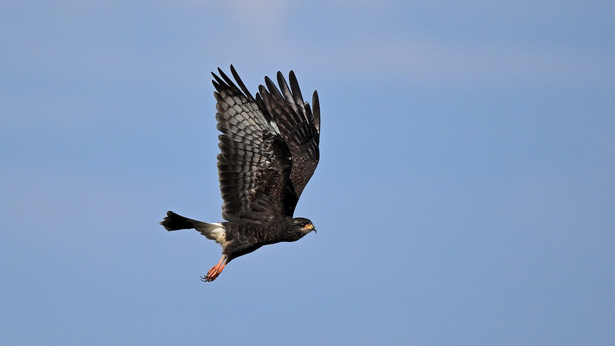 Snail Kite - ML646848100