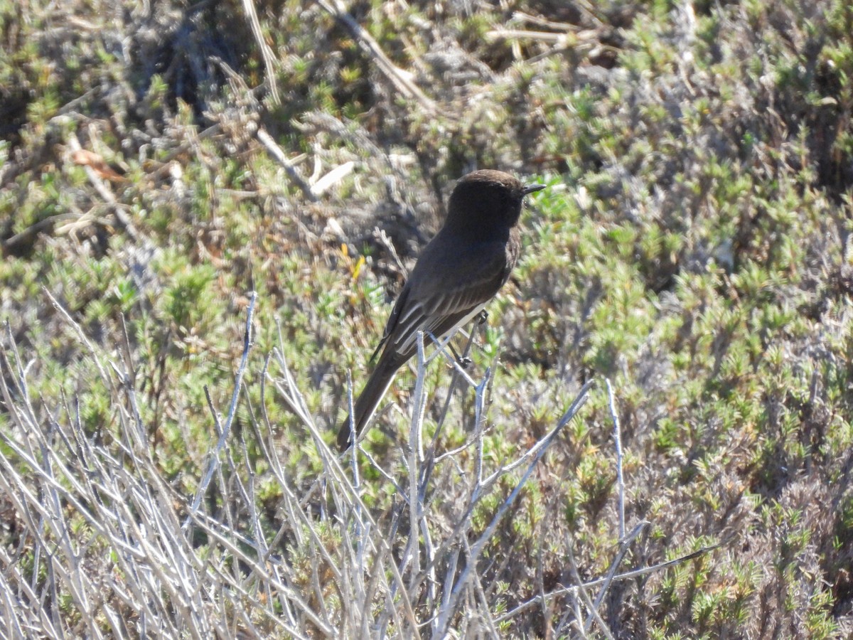 Black Phoebe - ML646848103