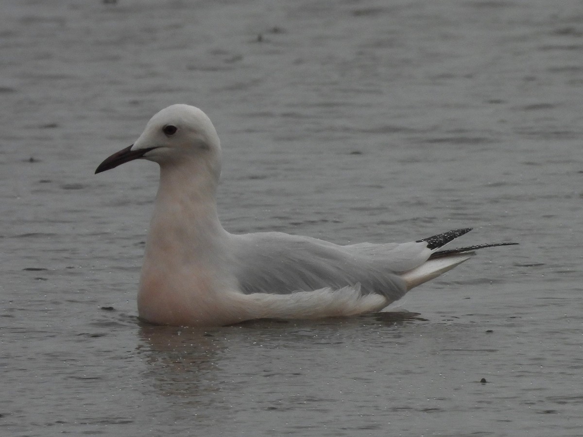Slender-billed Gull - ML646848107