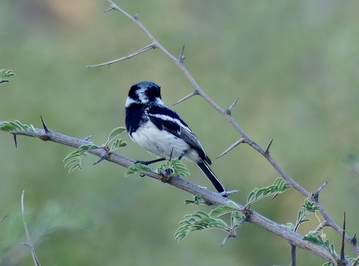 Pririt Batis - ML646848108