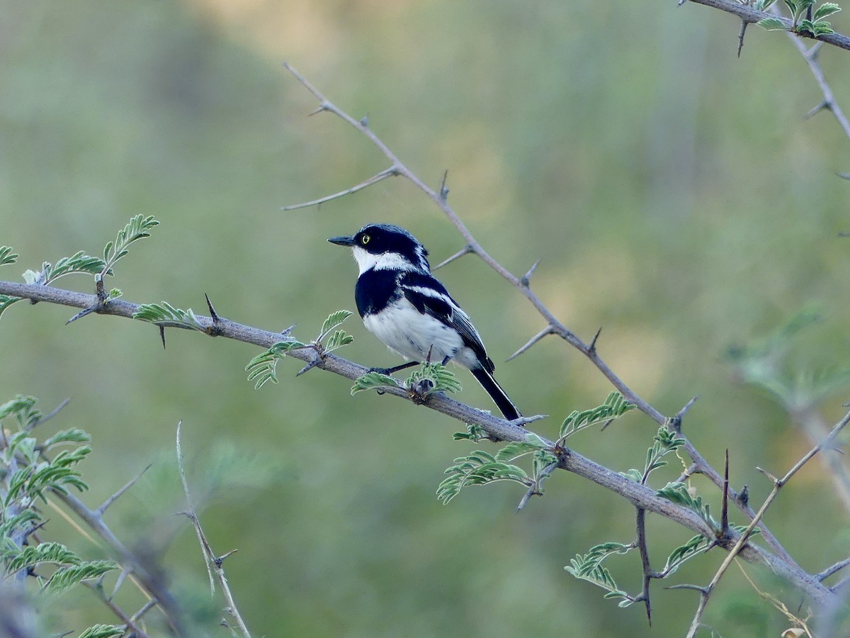 Pririt Batis - ML646848109