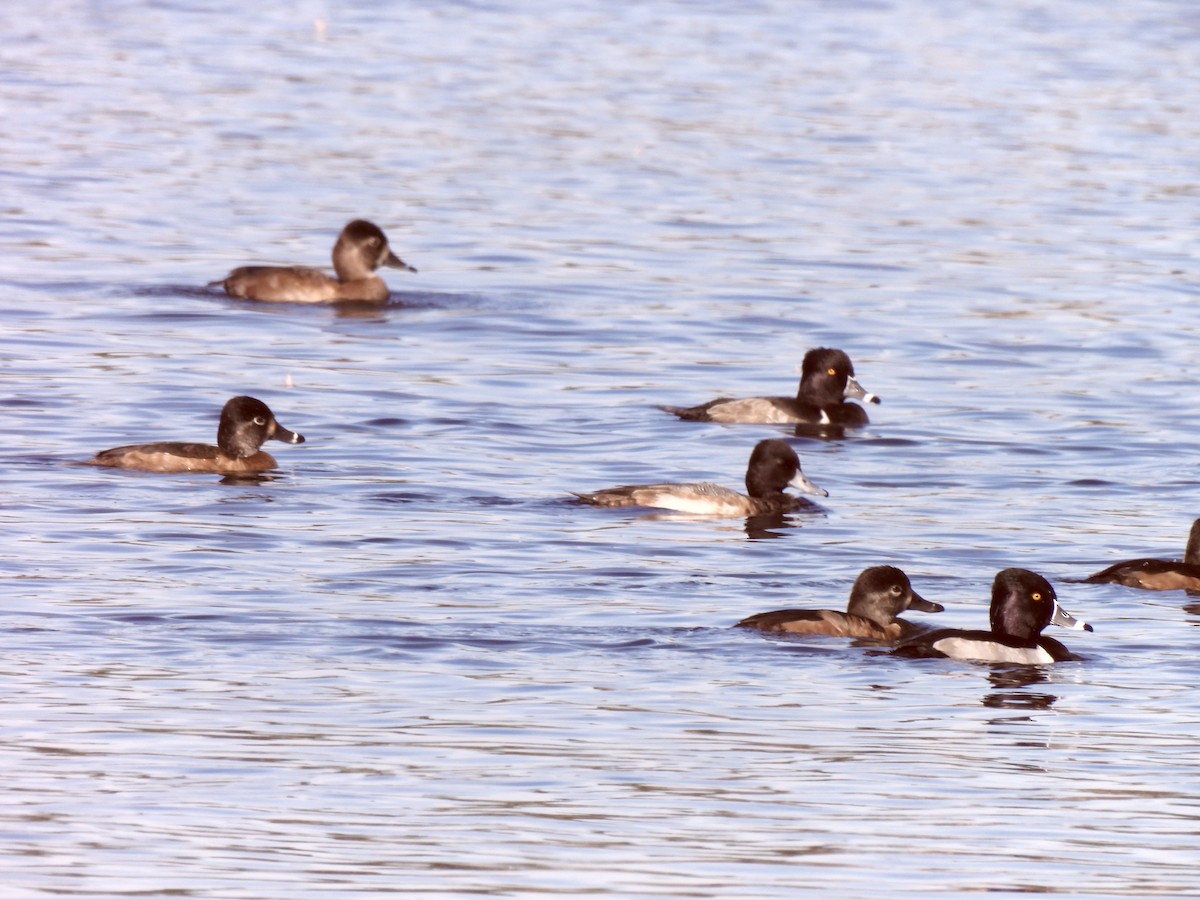 Ring-necked Duck - ML646848113