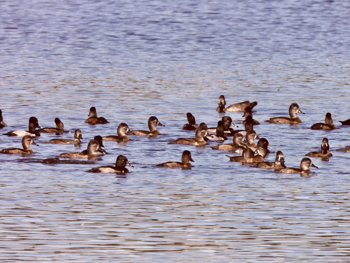 Ring-necked Duck - ML646848114