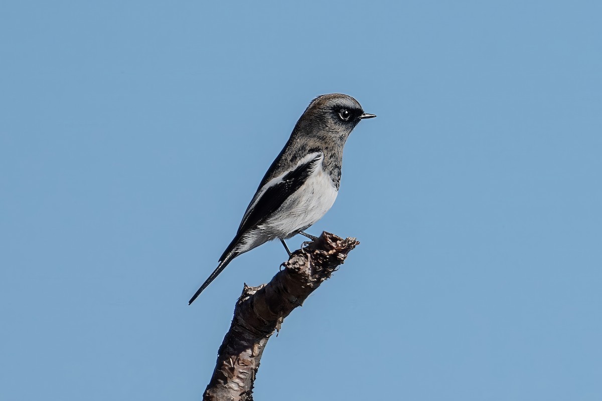 Buztangorri urdin-zuria - ML646848117