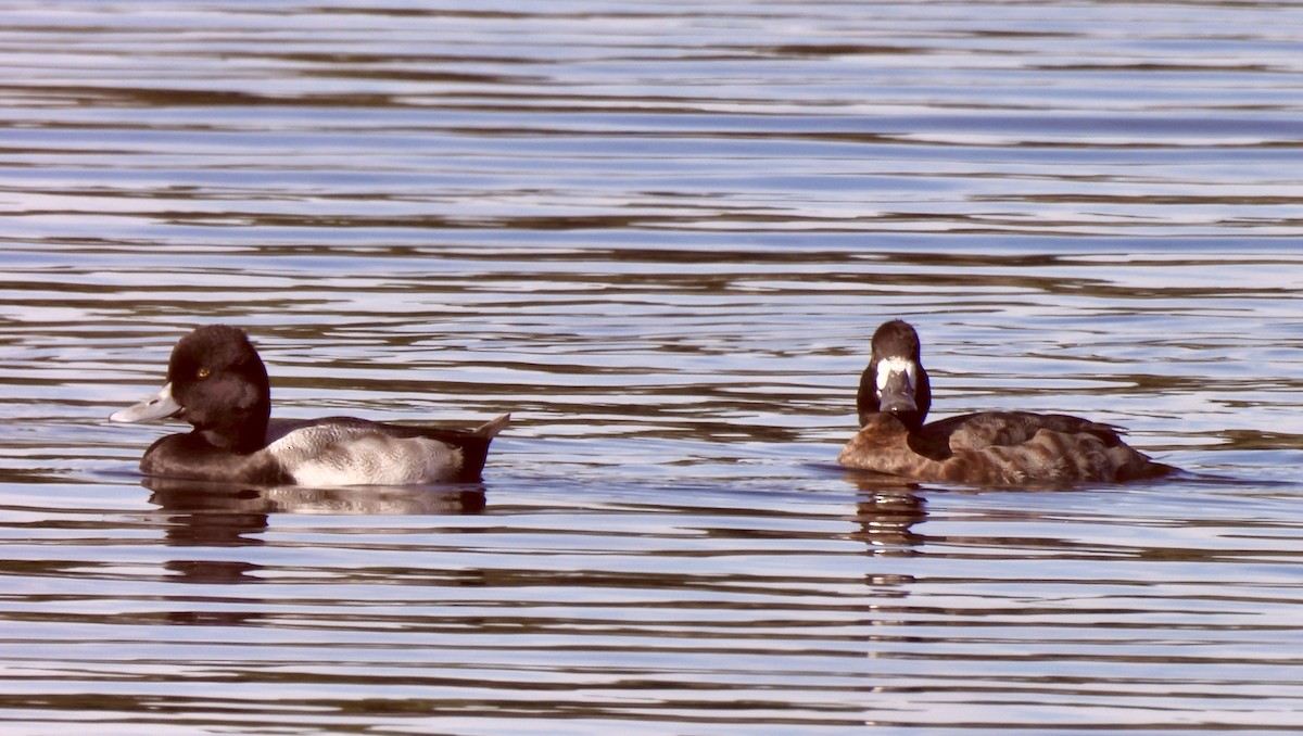 コスズガモ - ML646848118