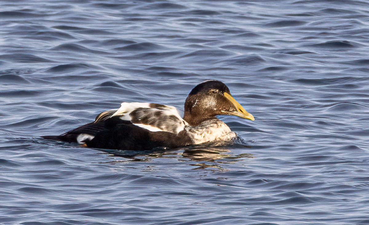 Eider à duvet - ML646848119