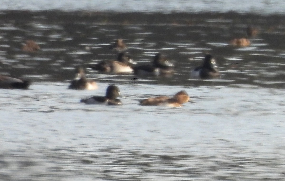 Ringschnabelente - ML646848120