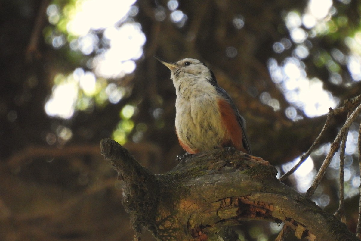 brhlík světlelící - ML646848126