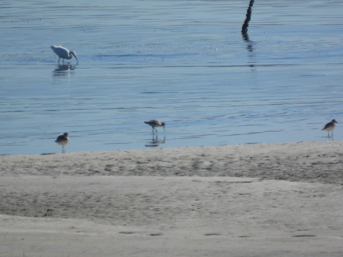 Snowy Egret - ML646848127
