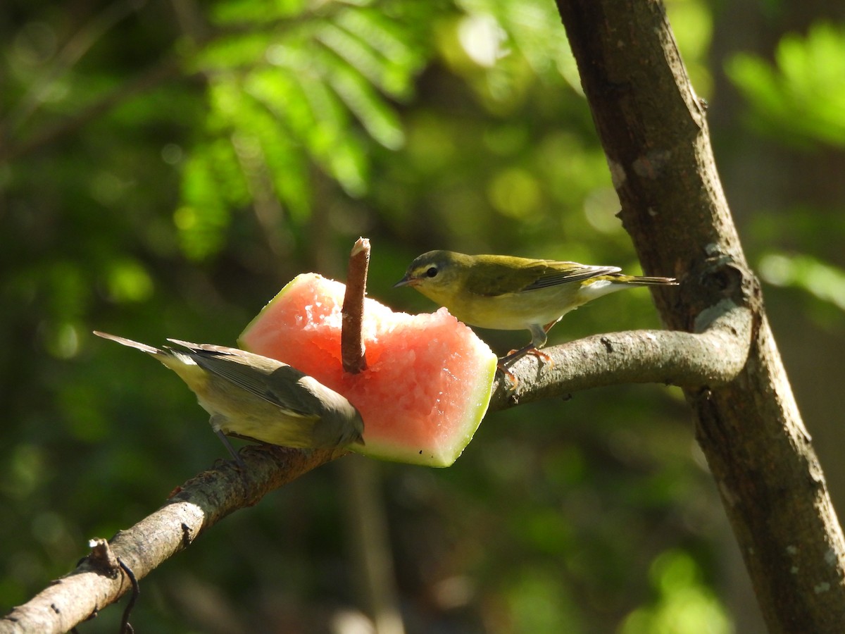 Tennessee Warbler - ML646848128