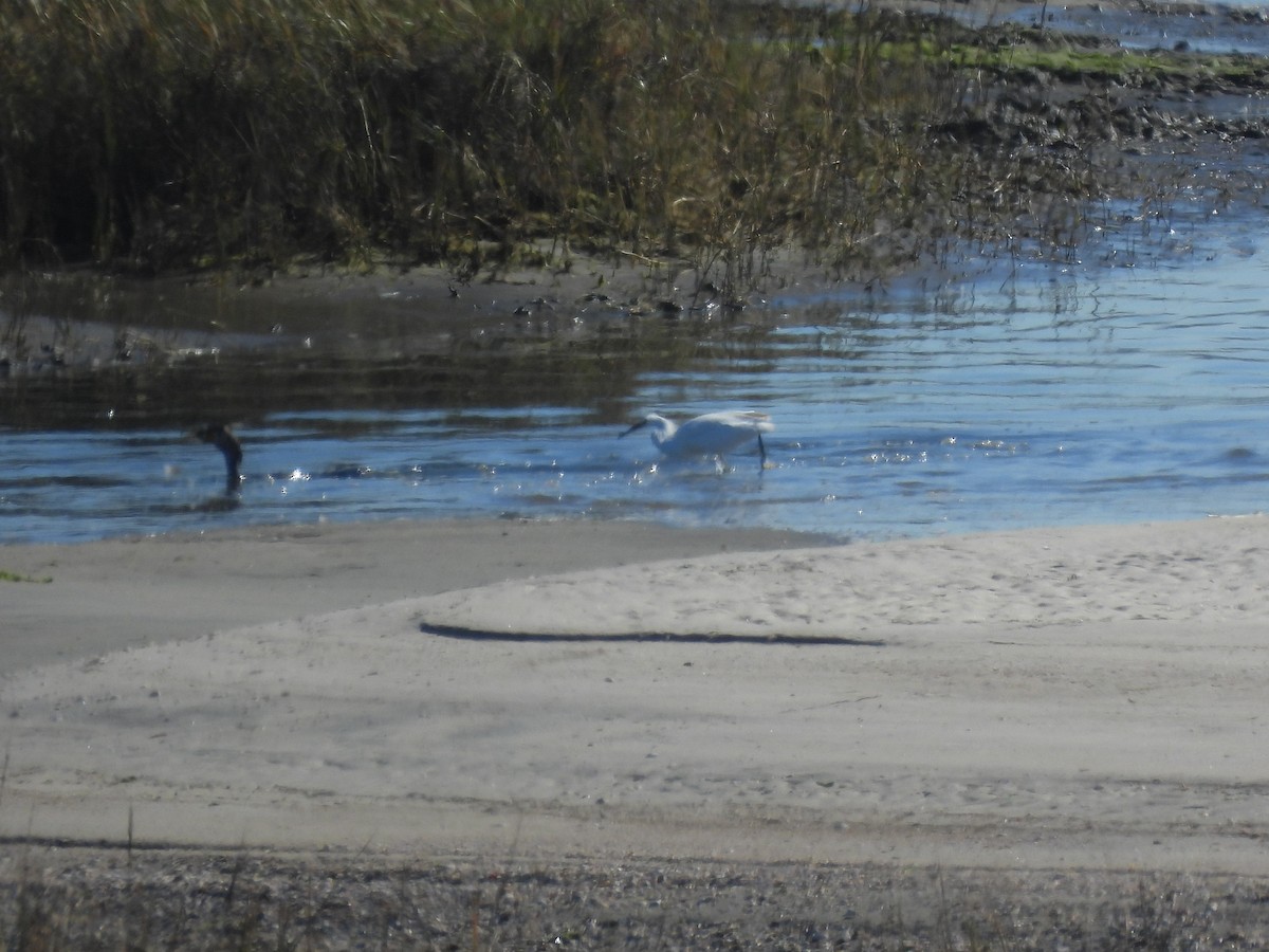 Double-crested Cormorant - ML646848133