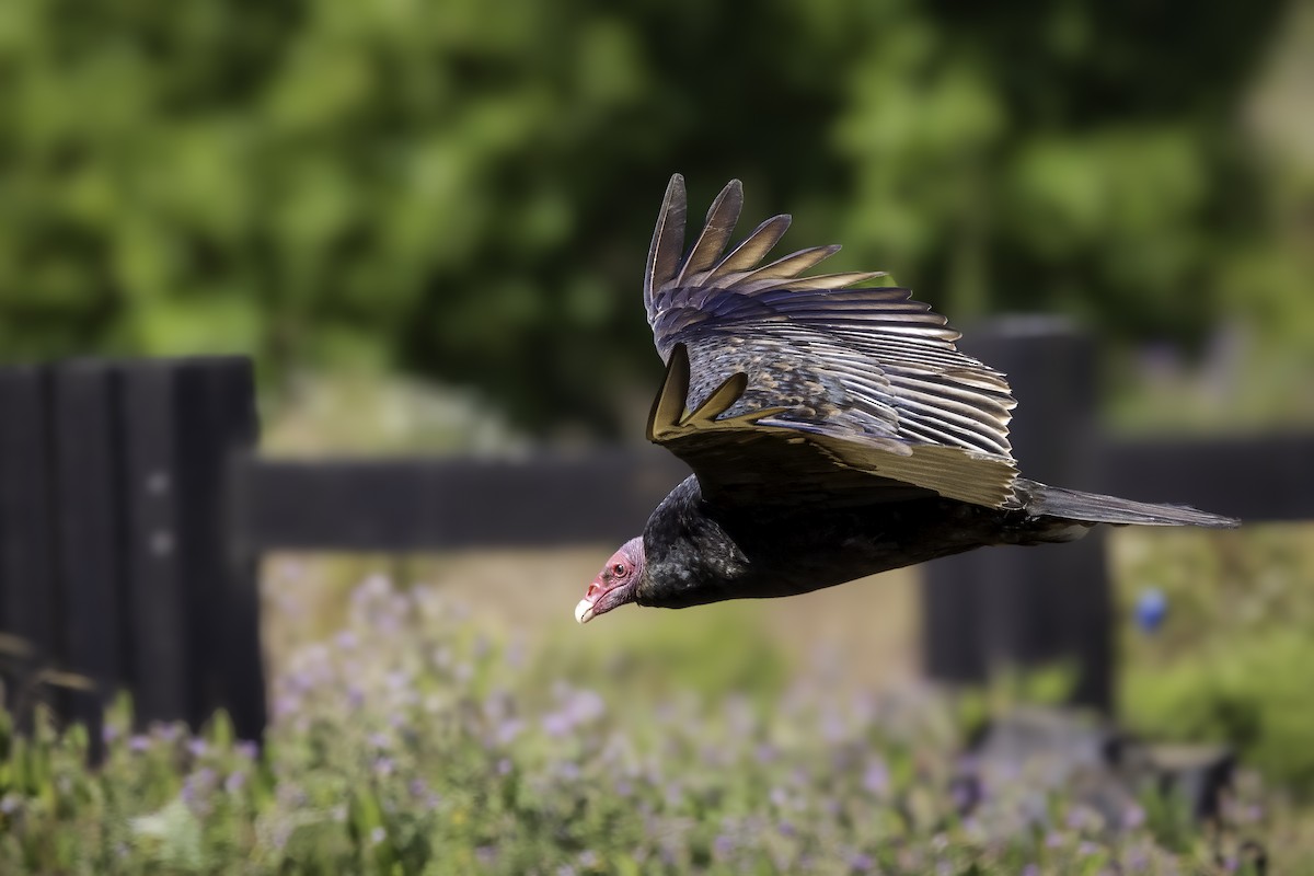 Turkey Vulture - ML646848134