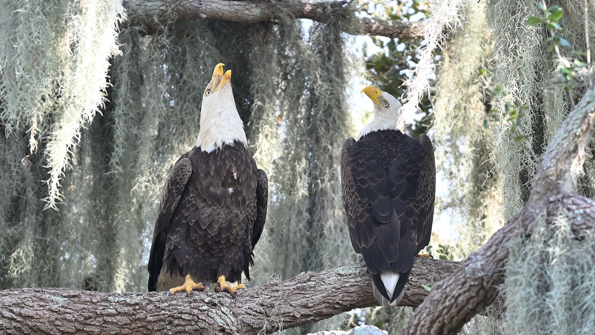 עיטם לבן-ראש - ML646848136