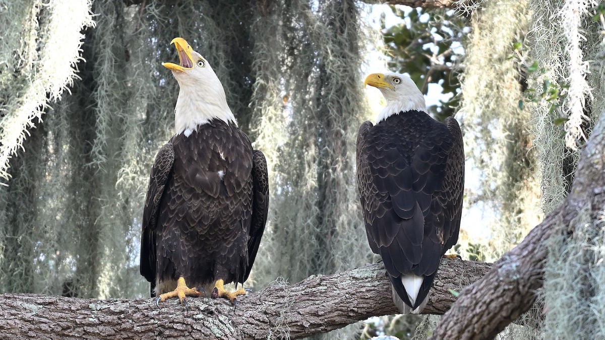 עיטם לבן-ראש - ML646848140
