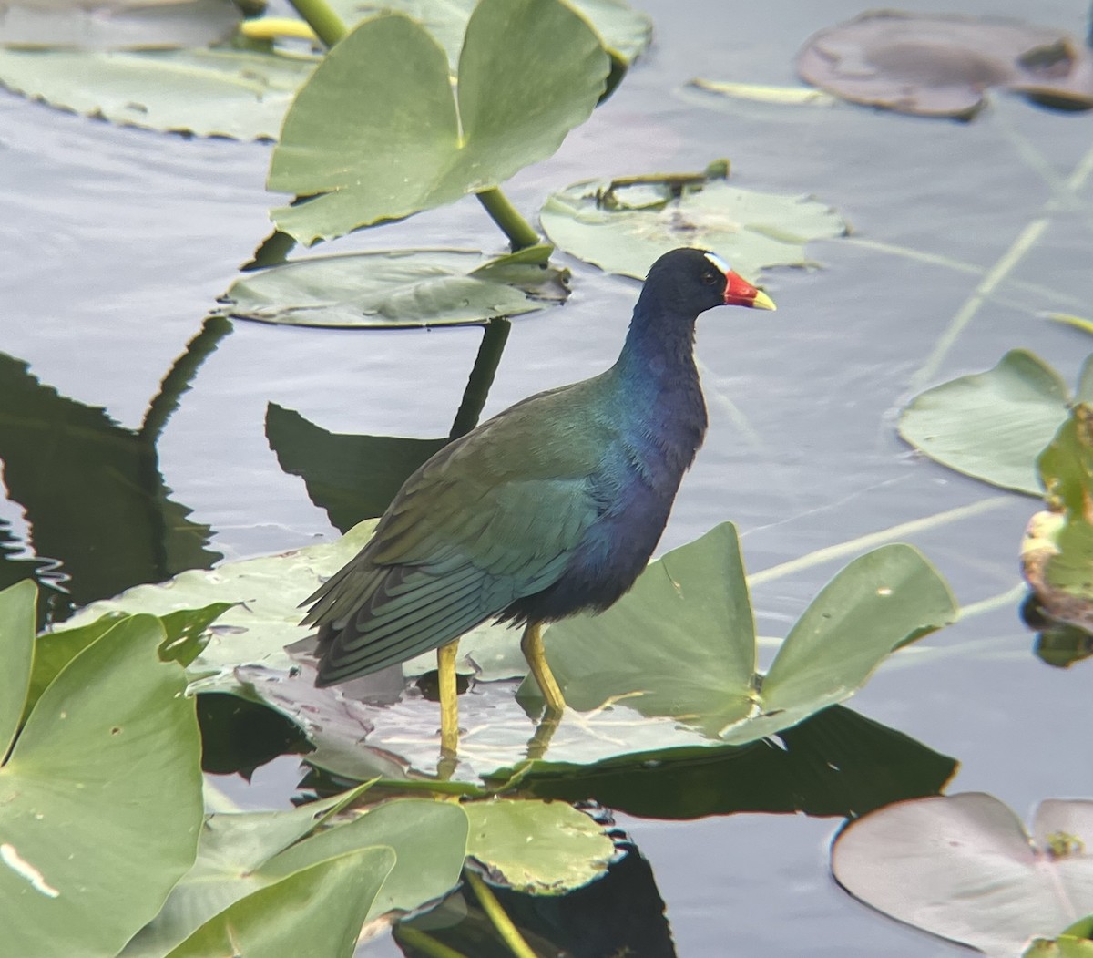 Sarı Bacaklı Sazhorozu - ML646848141