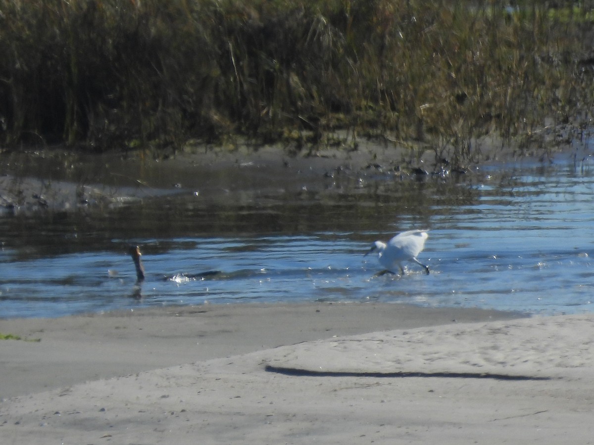 Double-crested Cormorant - ML646848142