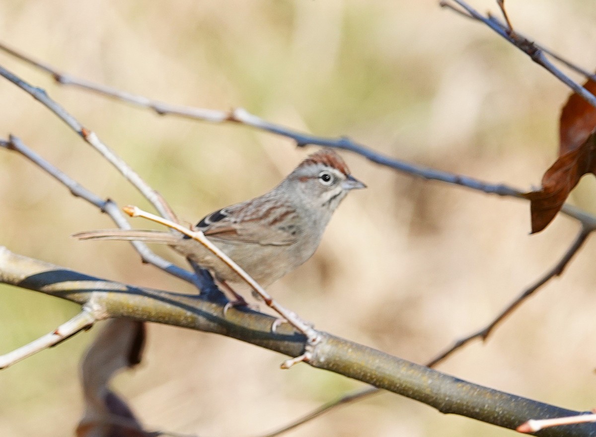 Rufous-crowned Sparrow - ML646848143
