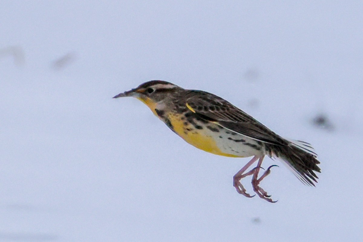 Western Meadowlark - ML646848145