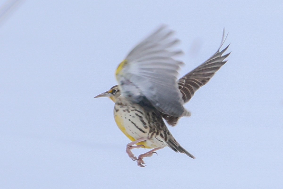 Western Meadowlark - ML646848146