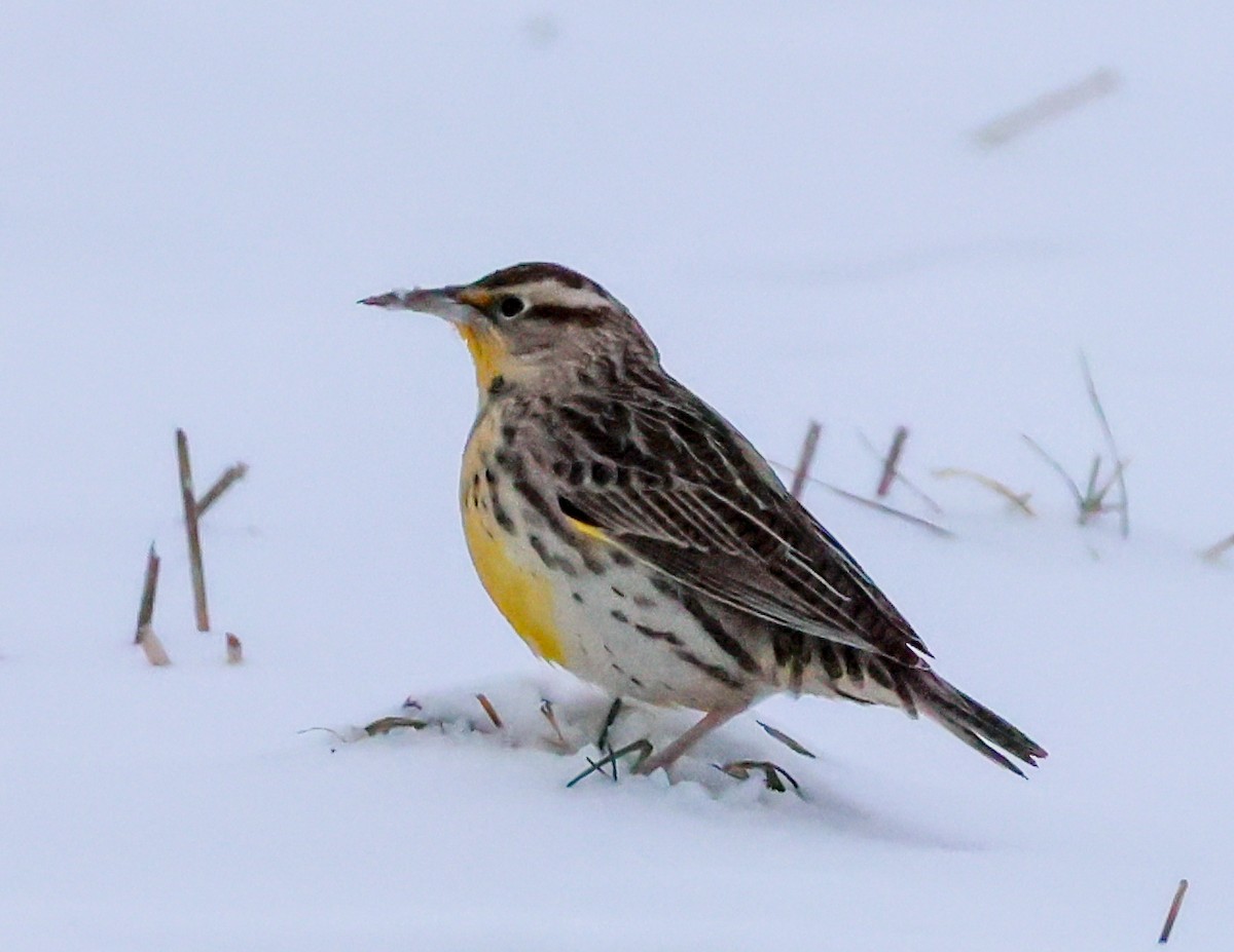 Western Meadowlark - ML646848147