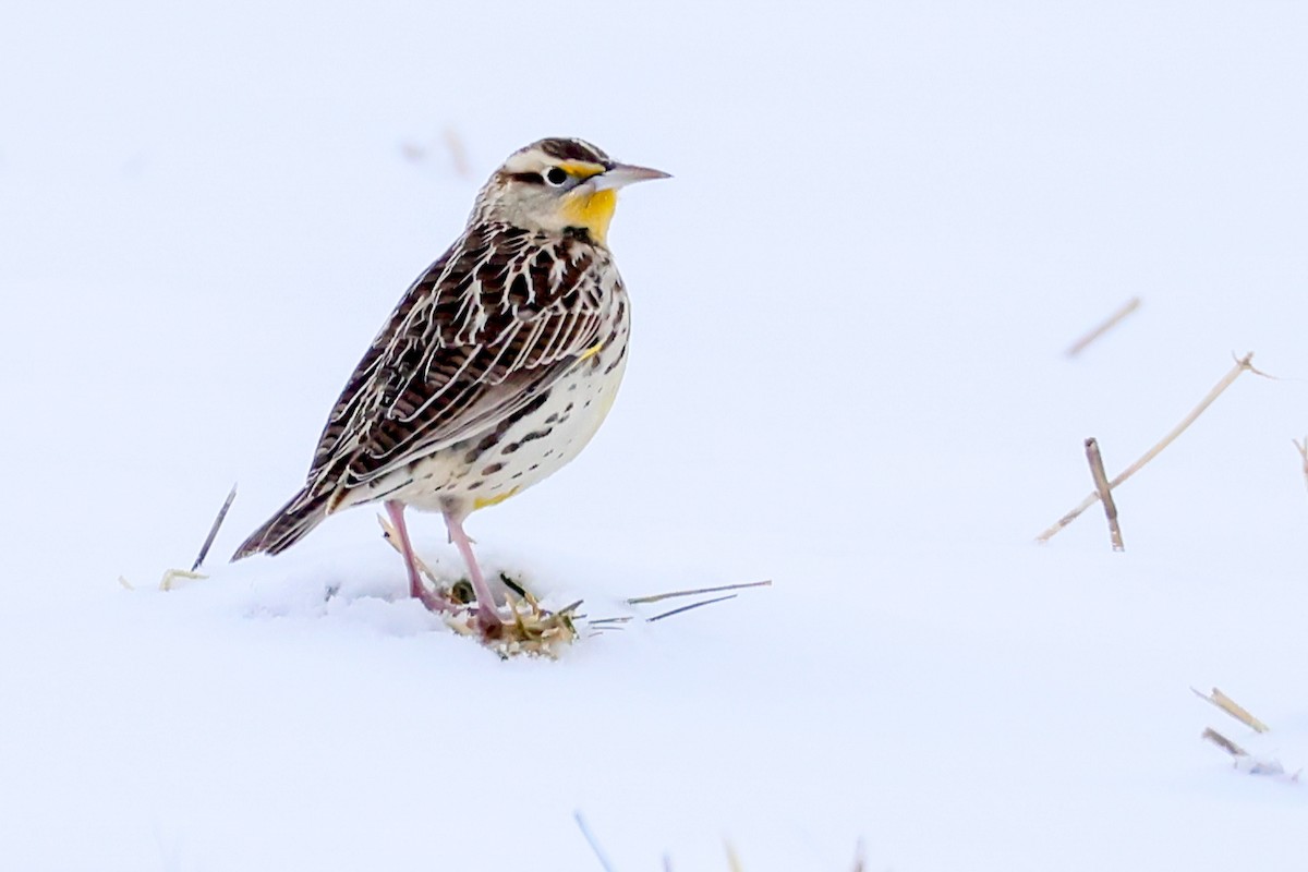 Western Meadowlark - ML646848148