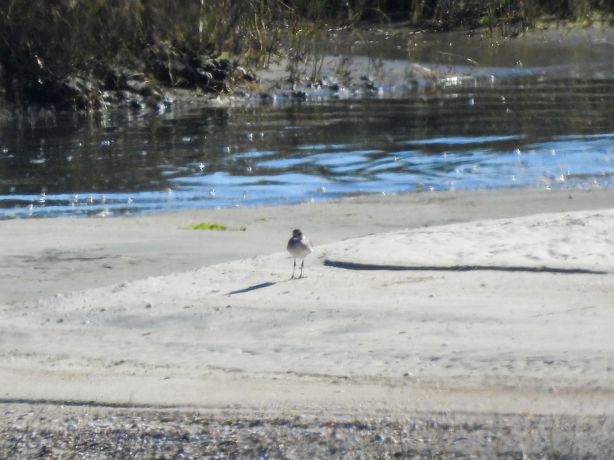 灰斑鴴 - ML646848154