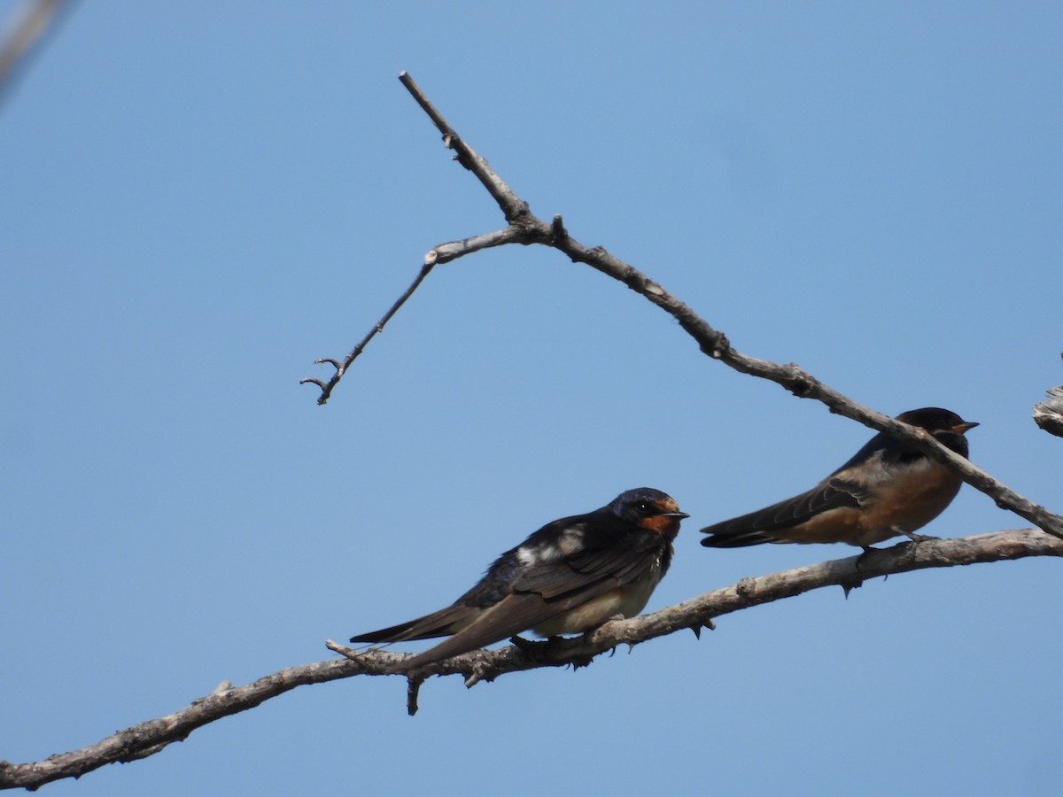 Barn Swallow - ML646848155