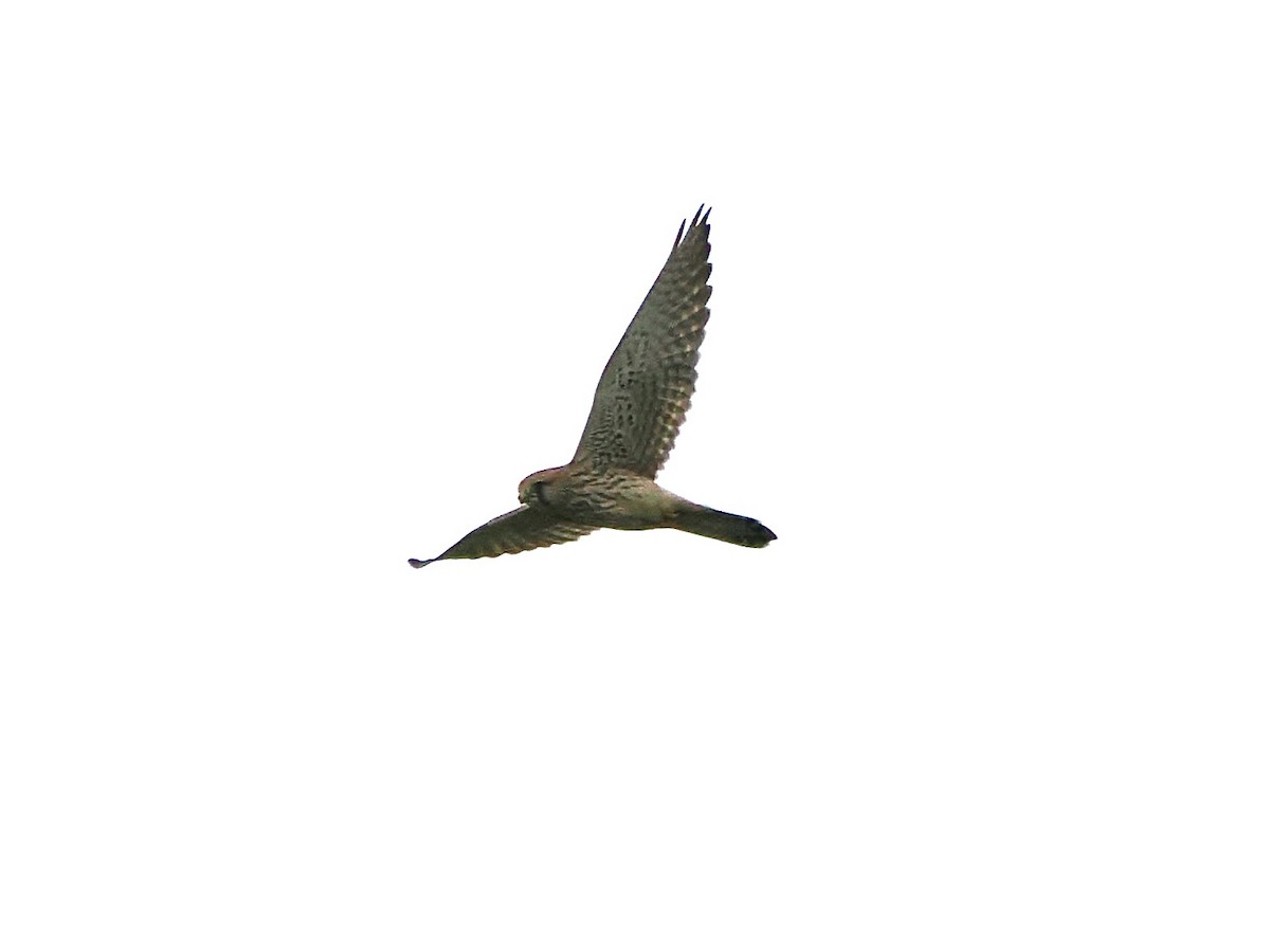 Eurasian Kestrel - ML646848156