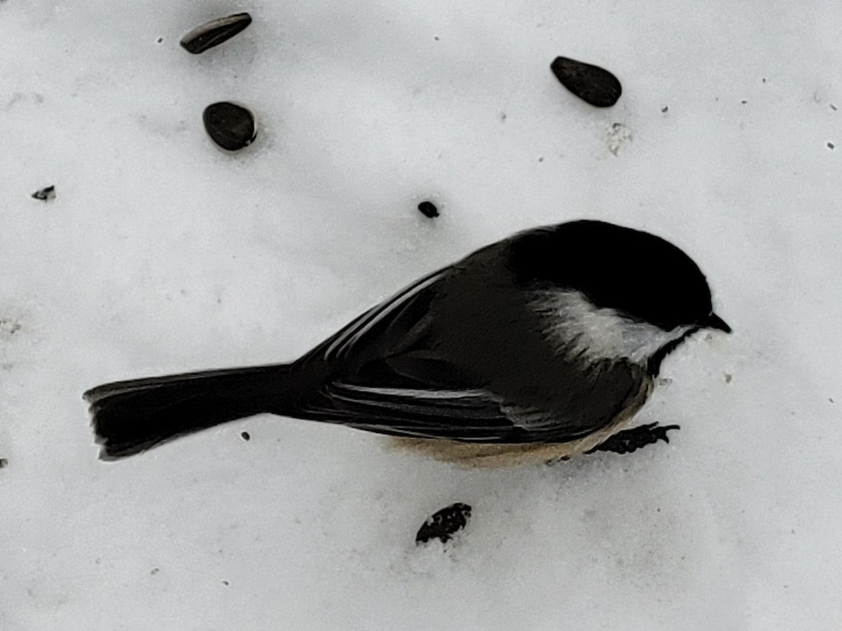 Black-capped Chickadee - ML646848161