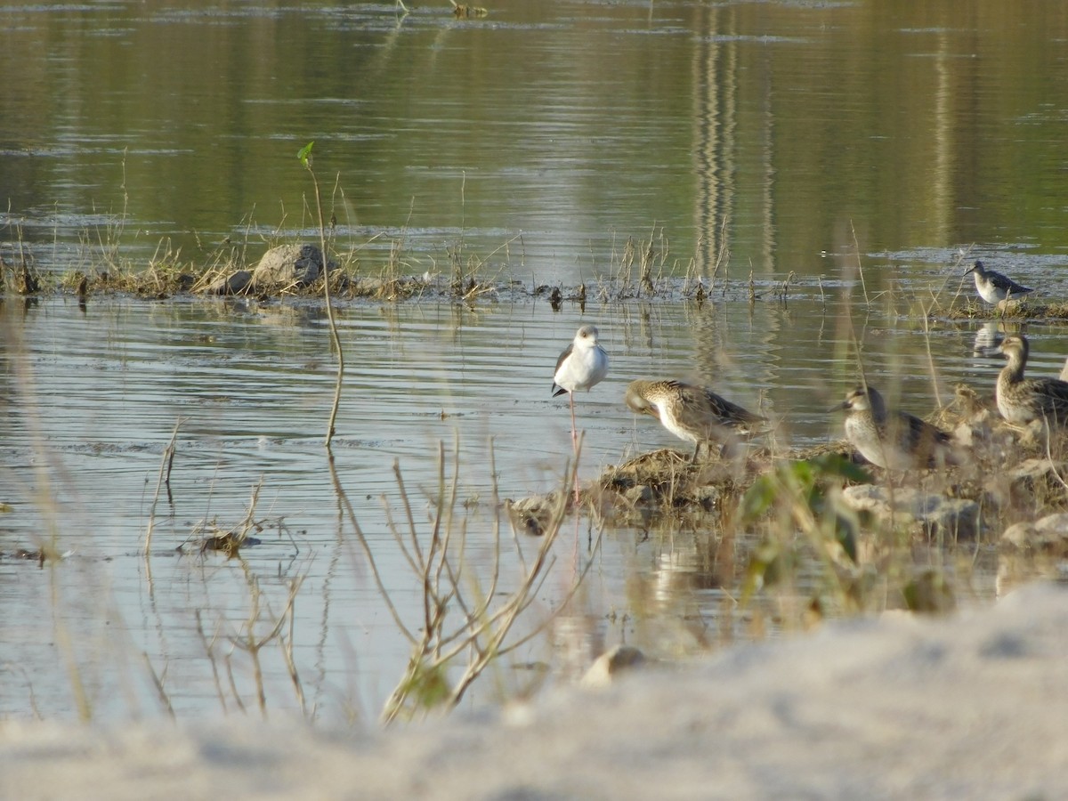 白眉鴨 - ML646848162