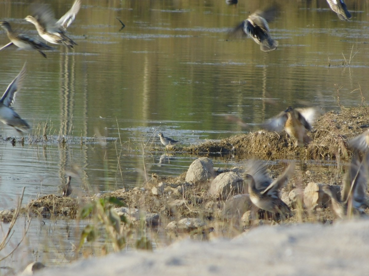 白眉鴨 - ML646848163