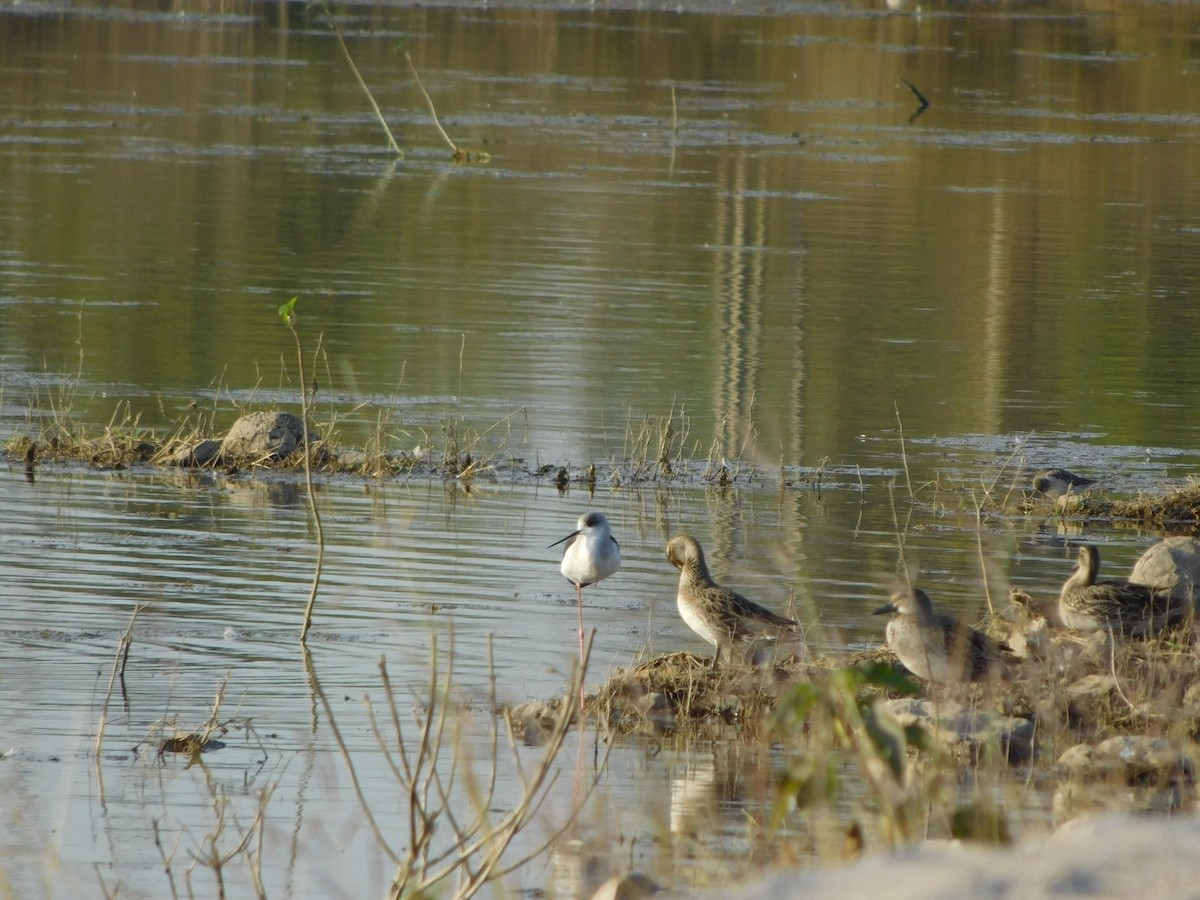 白眉鴨 - ML646848165