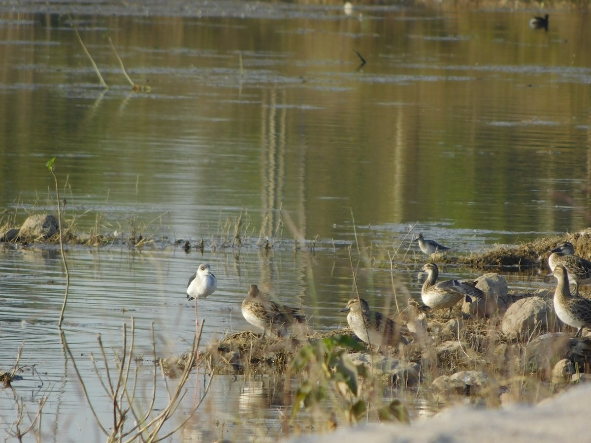 白眉鴨 - ML646848166