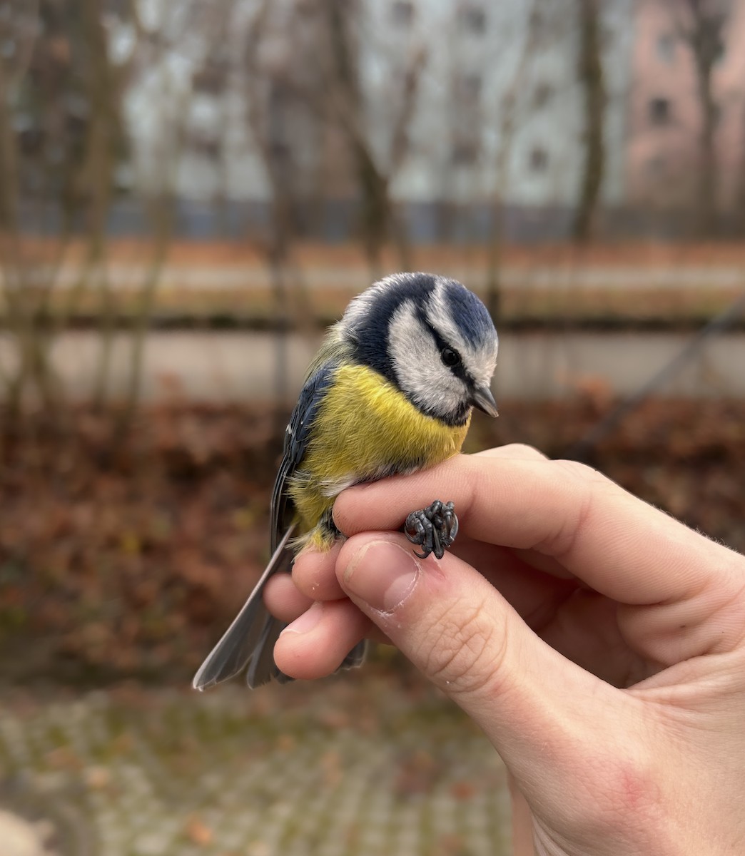 Eurasian Blue Tit - ML646848171