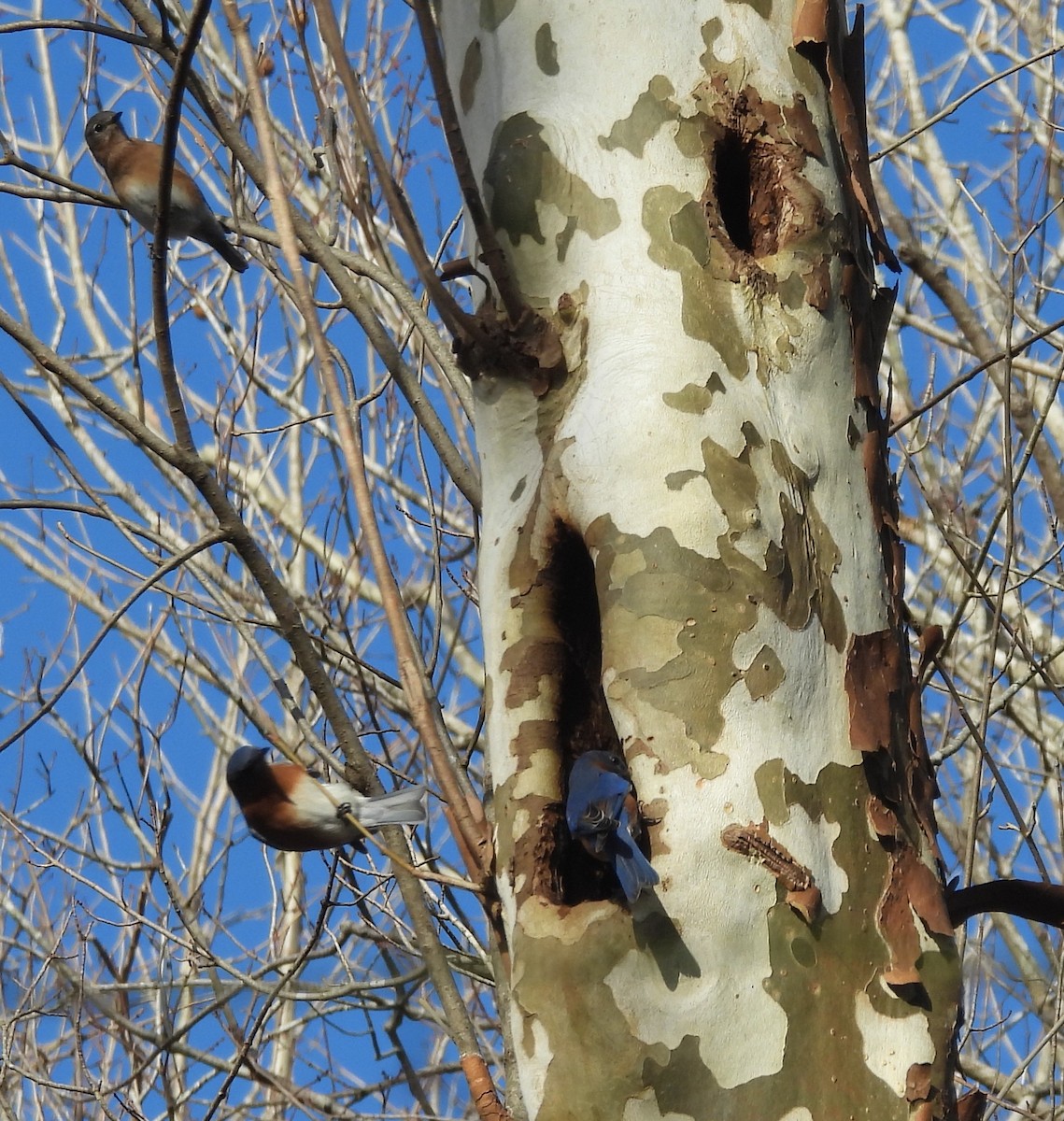 Ostkreischeule - ML646848173