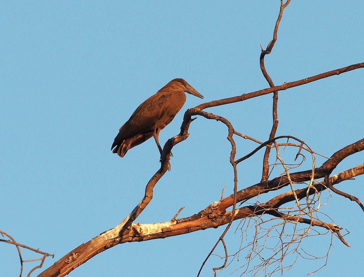 Hamerkop - ML646848174