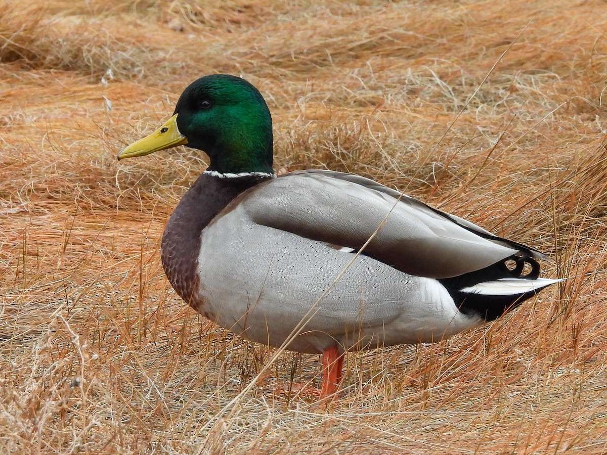Mallard - ML646848175