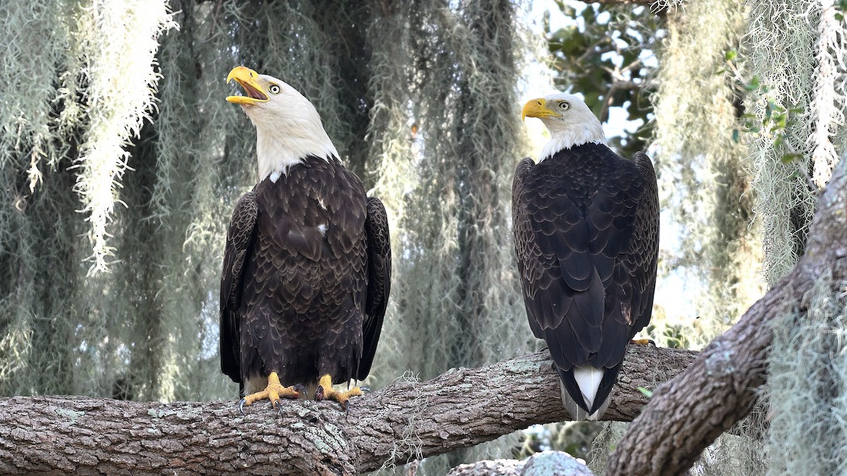 עיטם לבן-ראש - ML646848177