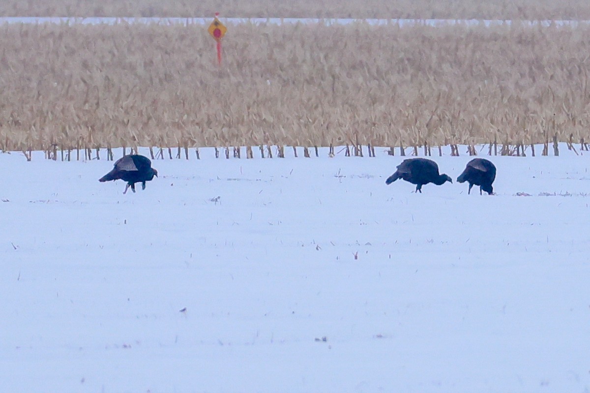 シチメンチョウ - ML646848178