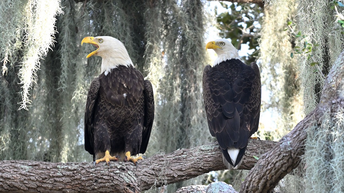 עיטם לבן-ראש - ML646848180