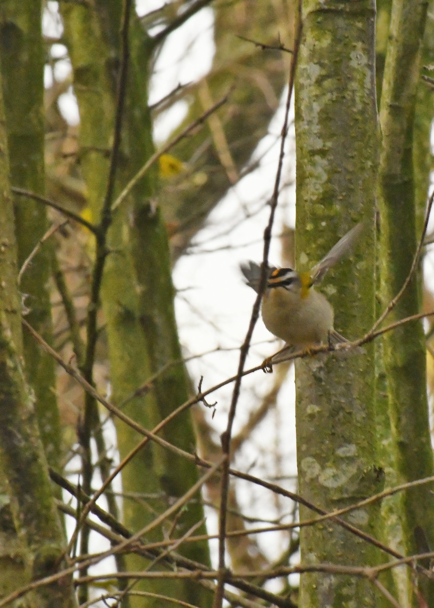 Красноголовый королёк - ML646848191