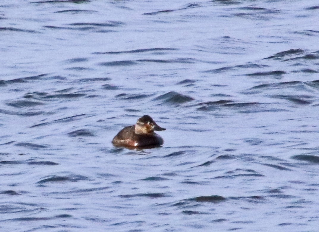 アカオタテガモ - ML646848195