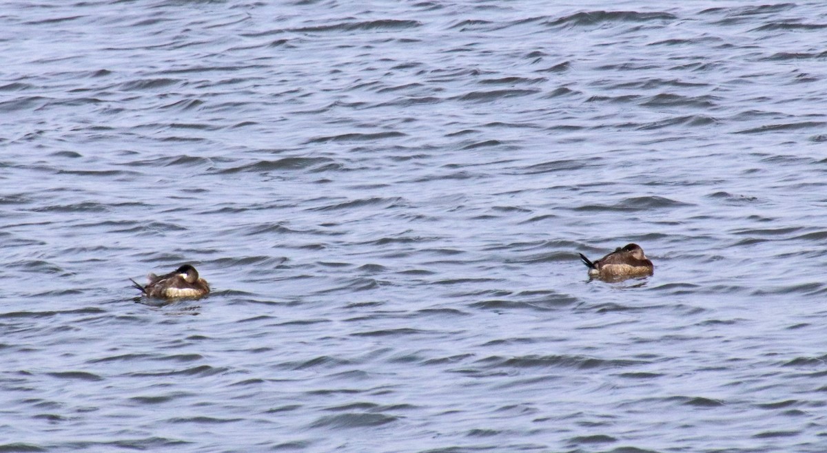 アカオタテガモ - ML646848196