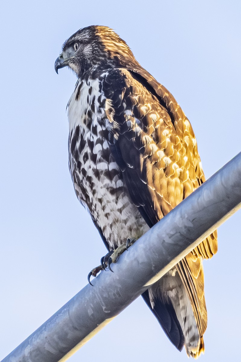 Red-tailed Hawk - ML646848197