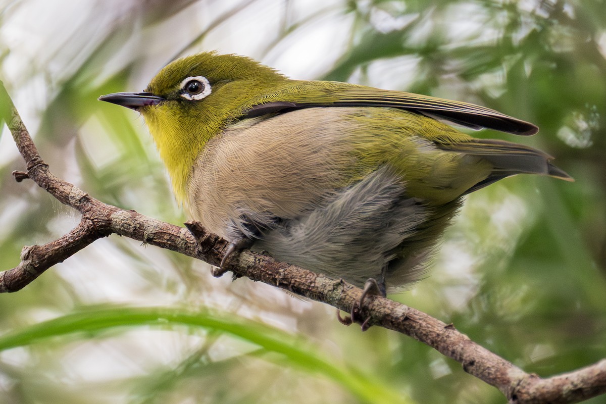 Warbling White-eye - ML646848198