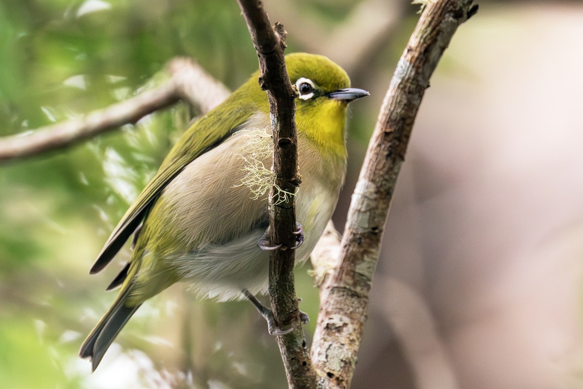 Warbling White-eye - ML646848199