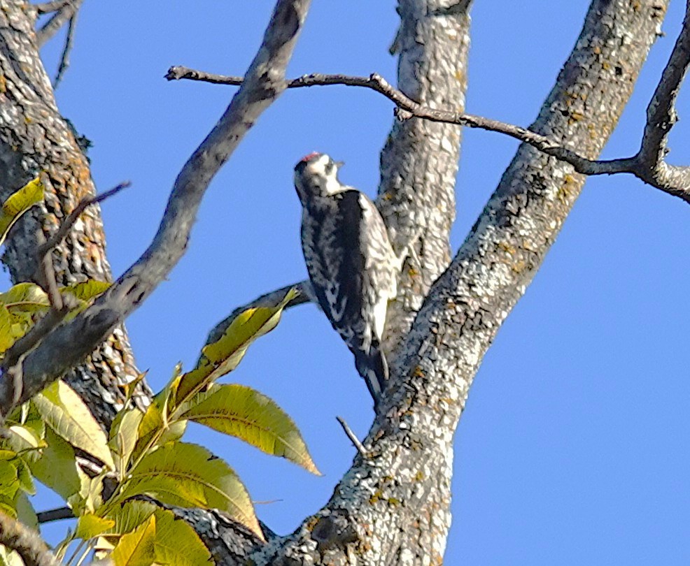 Yellow-bellied Sapsucker - ML646848203