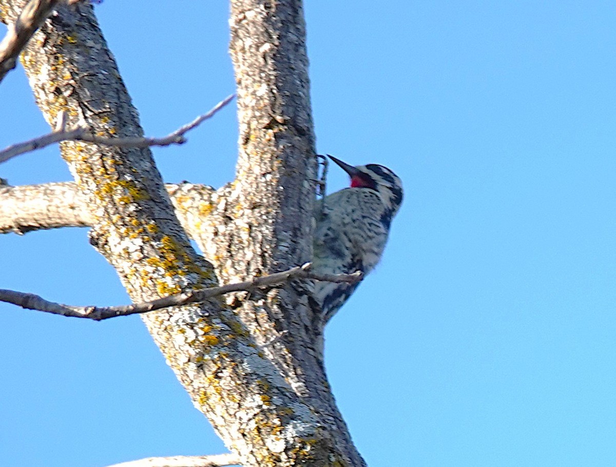 Yellow-bellied Sapsucker - ML646848209