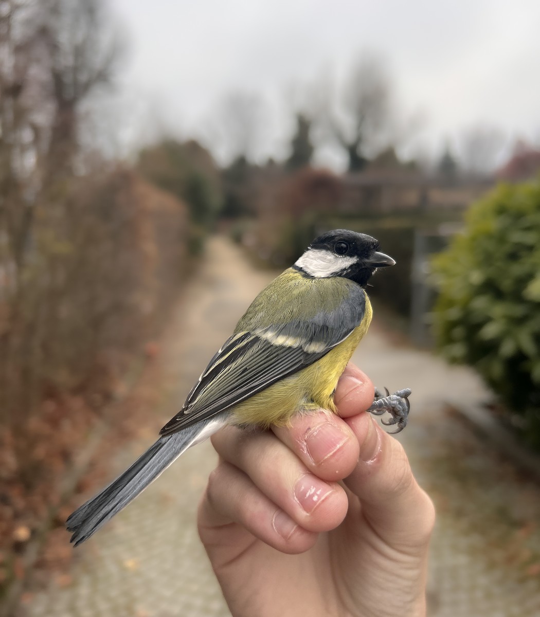 Great Tit - ML646848212